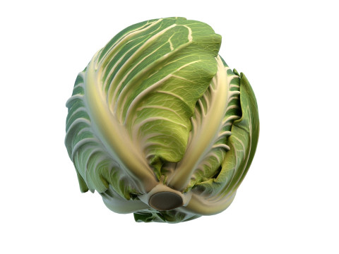 キャベツの緑の野菜 3Dモデル
