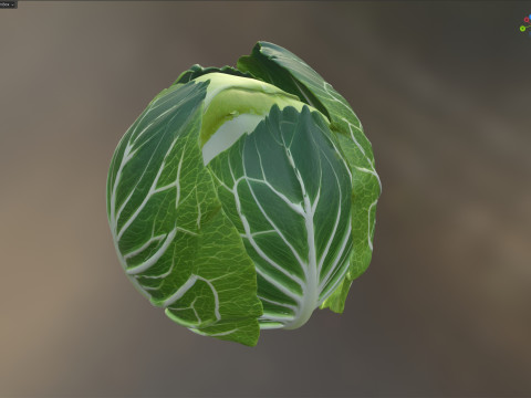 キャベツの緑の野菜 3Dモデル