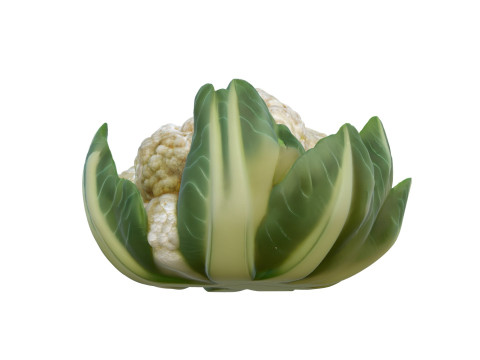 花椰菜蔬菜 3D 模型