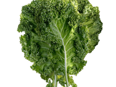 羽衣甘蓝叶 3D 模型