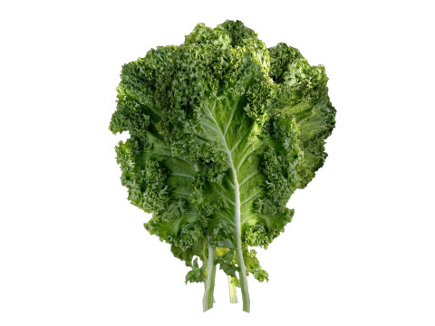 ケールの葉 3Dモデル