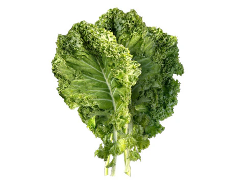 Foglia di cavolo riccio Modello 3D