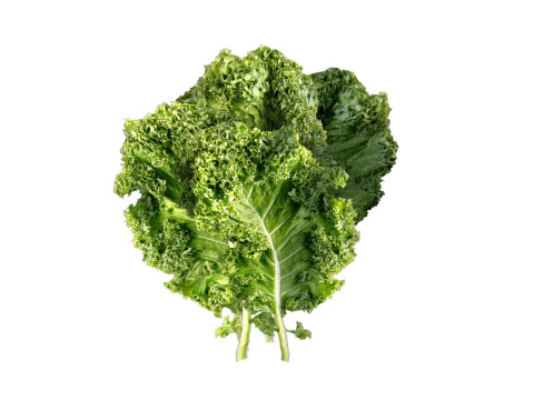 Foglia di cavolo riccio Modello 3D