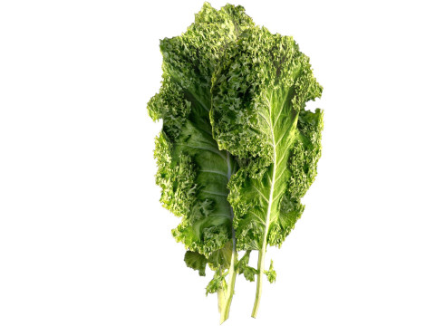 ケールの葉 3Dモデル