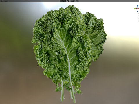 ケールの葉 3Dモデル