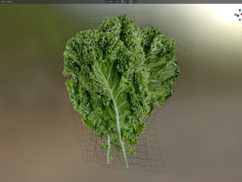 ケールの葉 3Dモデル