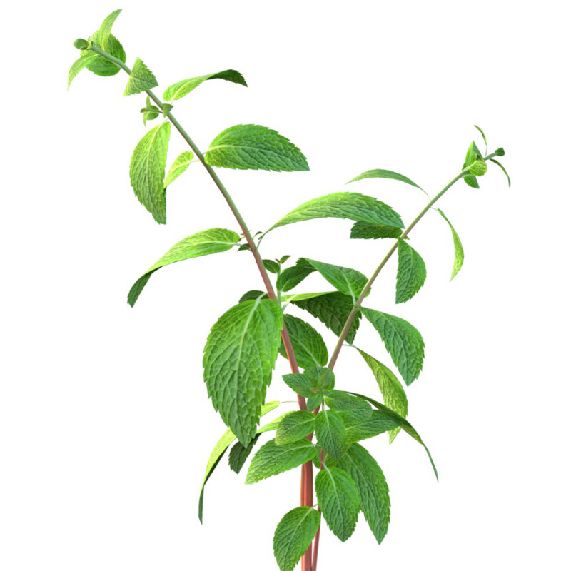 Pianta erbacea di menta Modello 3D .c4d .max .obj .3ds .fbx .stl .blend 