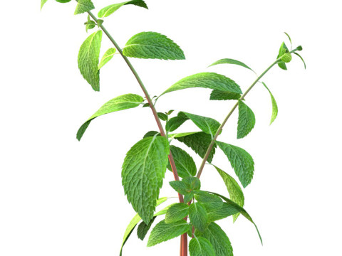 薄荷草本植物 3D 模型