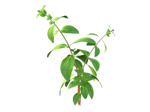 Pianta erbacea di menta Modello 3D
