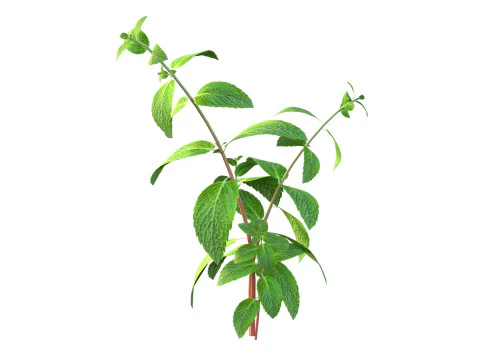 Mint herb plant 3D Model