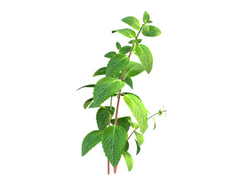 Mint herb plant 3D Model