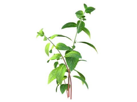 Mint herb plant 3D Model