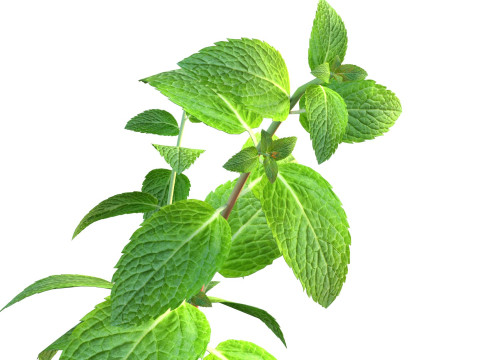 Pianta erbacea di menta Modello 3D