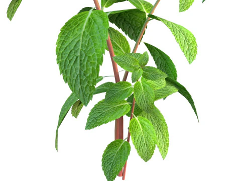 Mint herb plant 3D Model