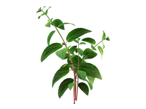 Mint herb plant 3D Model