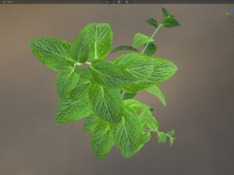 Pianta erbacea di menta Modello 3D