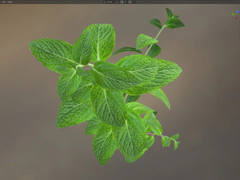 Mint herb plant 3D Model