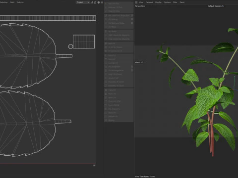 Mint herb plant 3D Model