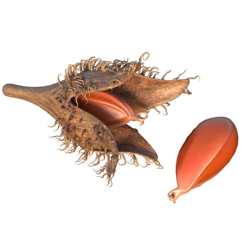 Frutto Di Faggiola Modello 3D .c4d .max .obj .3ds .fbx .stl .blend