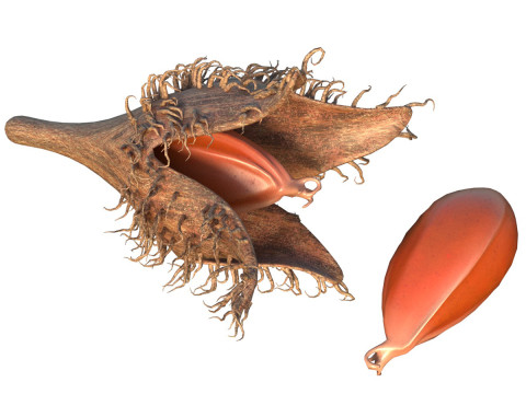 Fruta de faia Modelo 3D