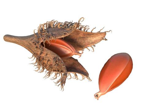 Fruits de faine Modèle 3D