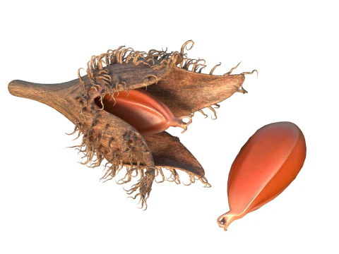 Frutto Di Faggiola Modello 3D