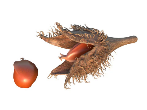 Frutto Di Faggiola Modello 3D