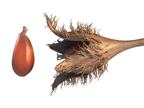 Frutto Di Faggiola Modello 3D