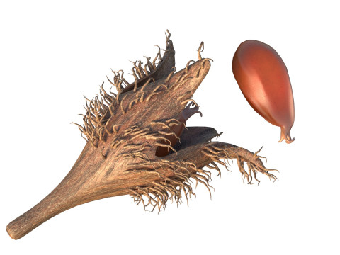 Fruits de faine Modèle 3D