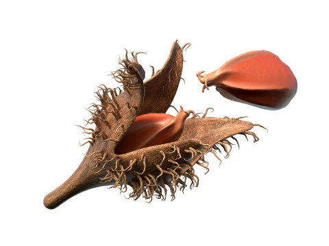 Frutto Di Faggiola Modello 3D