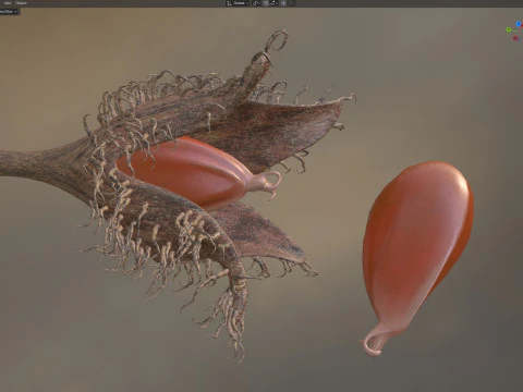 Frutto Di Faggiola Modello 3D