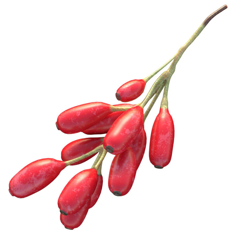 Berberis Fruit 3D Model .c4d .max .obj .3ds .fbx .stl .blend 