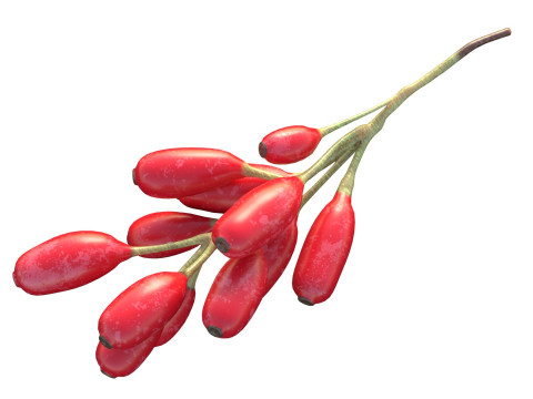 Owoce Berberysu Model 3D