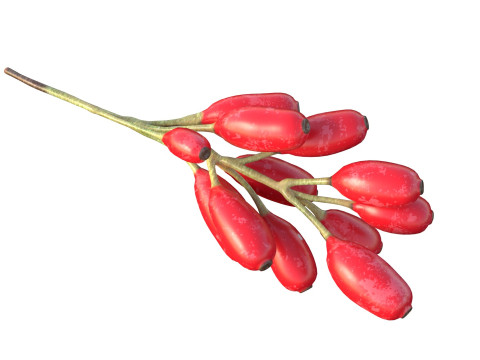 Owoce Berberysu Model 3D