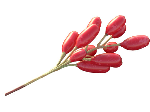 Owoce Berberysu Model 3D