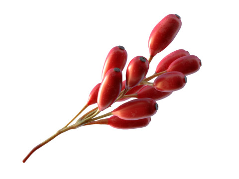 Owoce Berberysu Model 3D