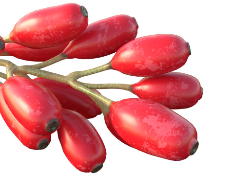 Owoce Berberysu Model 3D