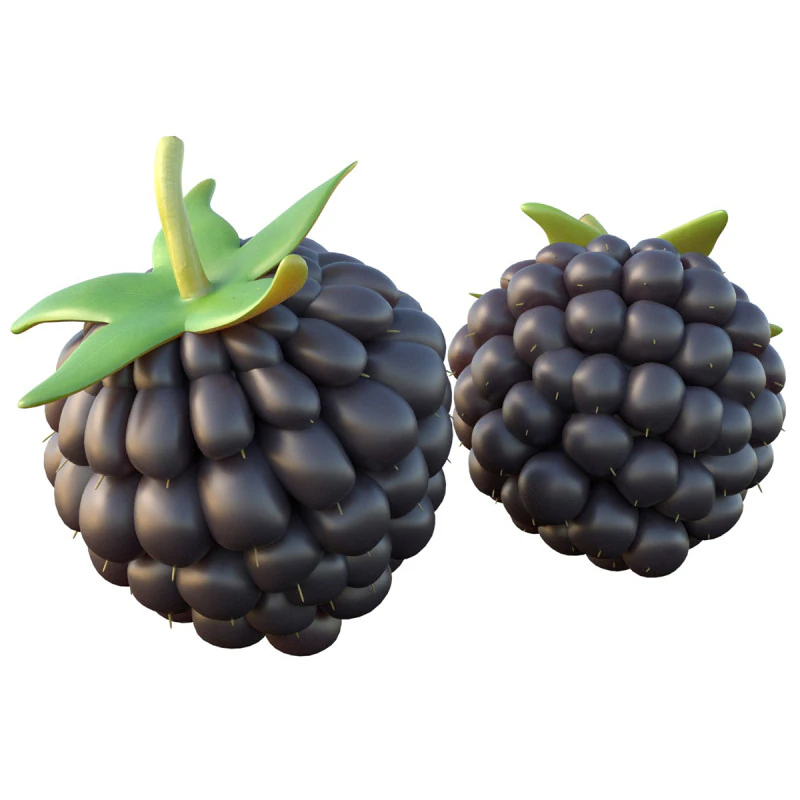 Blackberry Fruit 3D Model .c4d .max .obj .3ds .fbx .stl .blend