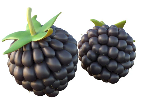 Blackberry Fruit 3D Model