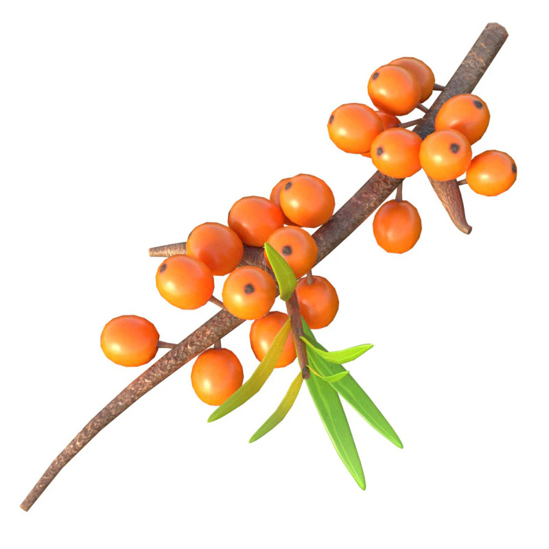 Fruta Hip&oacute;fae Modelo 3D .c4d .max .obj .3ds .fbx .stl .blend 