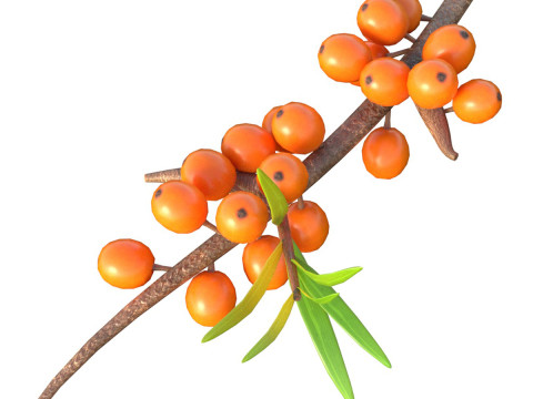 Hippophae-Frucht 3D Modell