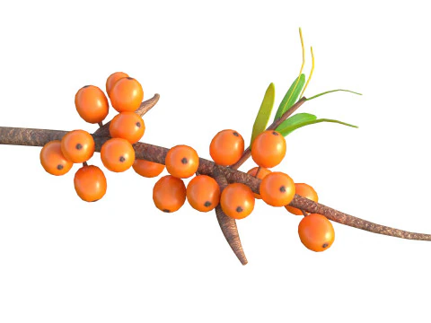 Fruta Hip&oacute;fae Modelo 3D