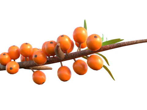 Fruta Hip&oacute;fae Modelo 3D