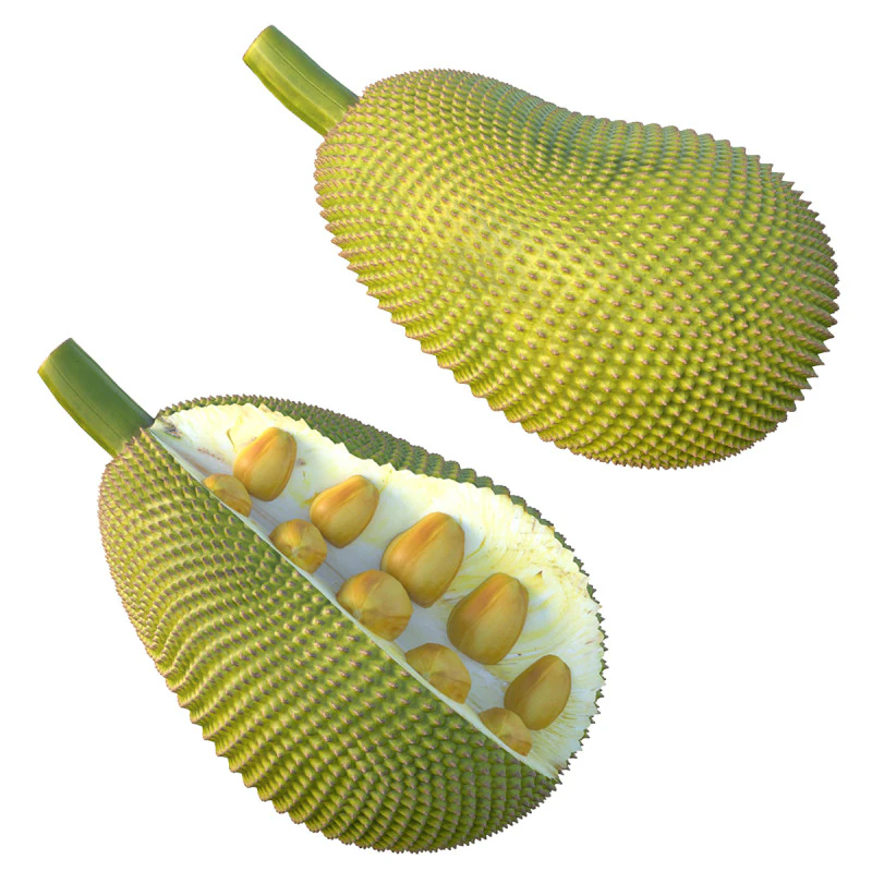 Jackfruit Modello 3D .c4d .max .obj .3ds .fbx .stl .blend