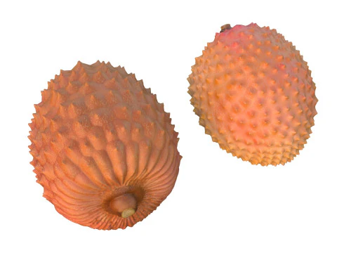 Lychee Fruit 3D Model