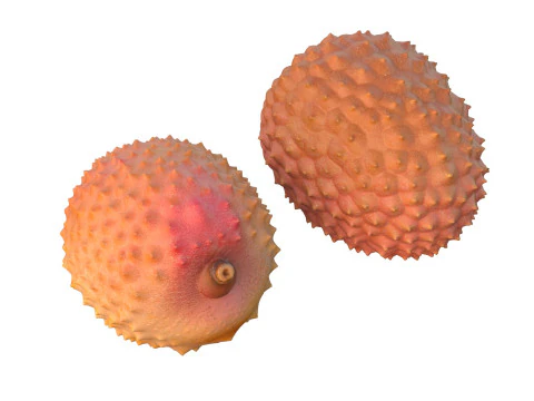 Lychee Fruit 3D Model