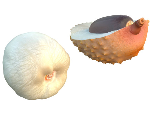리치 과일 3D 모델