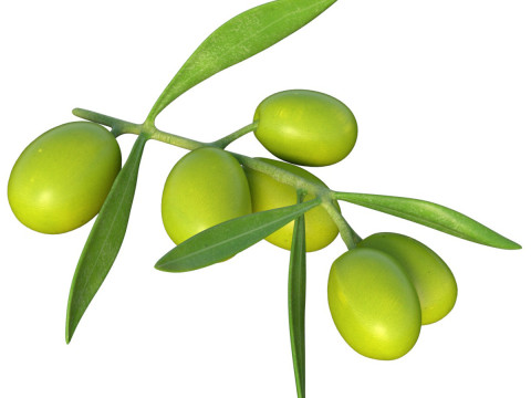 橄榄枝水果 3D 模型