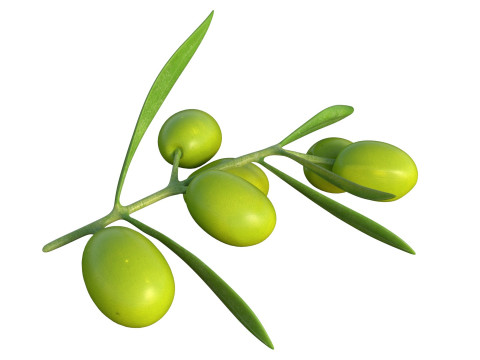 Gałązka oliwna Owoc Model 3D
