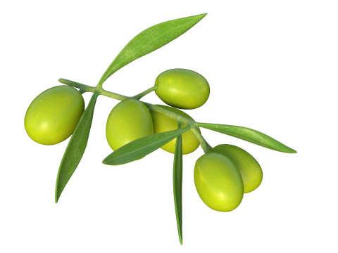 Gałązka oliwna Owoc Model 3D
